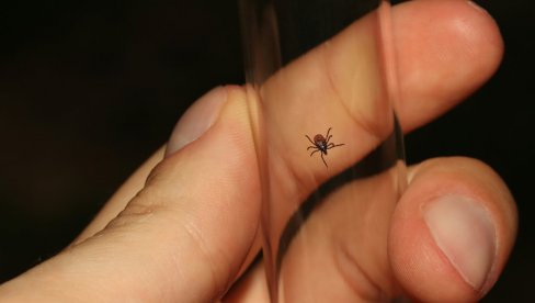 BIVOLJE OKO JE ZNAK ZA UZBUNU: Batut izdao hitno upozorenje - Krpelji su najaktivniji sada, evo šta nikako ne smete da radite