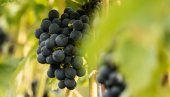 KVALITET GROŽĐA MOGAO BI BITI UGROŽEN: Vinogradi u Srbiji za sada odolevaju, ali - Postoji velika pretnja!