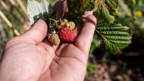 VOĆE SE PERE ZA KRUPNU LOVU: Nećete verovati kolika može biti mesečna zarada, a evo šta se još dobija