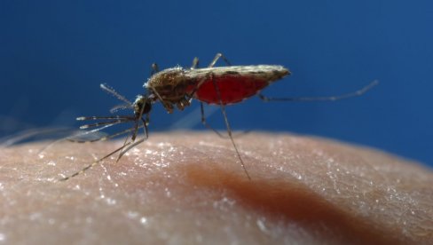 NAUČNICI OTKRILI: Evo zašto komarci neke ljude ujedaju mnogo češće od drugih