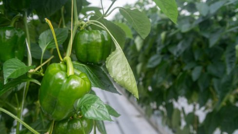 PAPRIKA RAĐA I DO DUPLO VIŠE: Nemački način sadnje postao hit