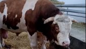 ЏИН МЕЂУ БИКОВИМА! Кад чујете колико је Јаблан ТЕЖАК, пашће вам вилица - главна атракција сајма пољопривреде (ВИДЕО)