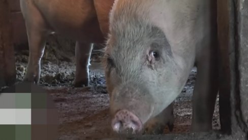 Čudo u Srbiji: Rodilo se prase bez ušiju! To nikada nismo videli (video)