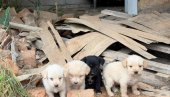 НАУЧНИЦИ ОТКРИЛИ: Ово је најефикаснија заштита паса од бува и крпеља