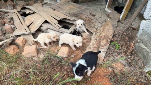 NADA ZA PSE: Grupa Lozničana udružila se u ljubavi prema napuštenim životinjama (FOTO)