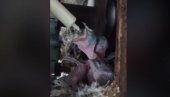 ORGANIZOVANO ZBRINJAVANJE I HRANJENJE MLADUNACA BELE ČIOPE: Oglasio se Opštinski odbor SNS Stari grad (VIDEO)