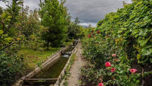 НИЈЕ РЕЧ О ЕСТЕТИЦИ: Зашто се руже саде у виноградима?