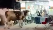 BIK TEŽAK 1,5 TONU ULETEO U BERBERNICU: Nastala panika među mušterijama i osobljem (VIDEO)