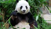 ROĐENA PRVA DŽINOVSKA PANDA VAN KINE: Posetiocima ograničen pristup