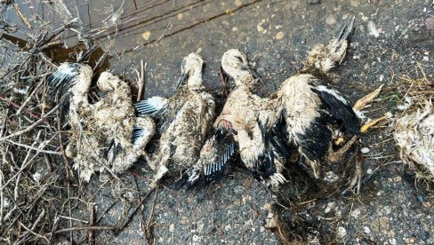 NEVREME UBILO RODE KOD PARAĆINA: Srušeno gnezdo, mladunci nisu preživeli (FOTO)