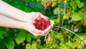 DOBRA ZARADA: Nećete verovati kolike su dnevnice za berbu maline
