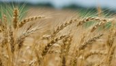 ПШЕНИЦА И ДАЉЕ ДОМИНАНТНА: Купци подигли цену кукуруза