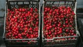 ТРЕШЊЕ СА 1.500 ПАЛЕ НА 160 ДИНАРА: Тезге препуне, али продавци забринути
