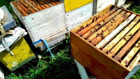 КОШНИЦЕ ДОНЕЛЕ РАДОСТ ПОСЛЕ ДВЕ ЛОШЕ ГОДИНЕ: Параћински пчелари имају пуне руке посла и увелико врцају први мед