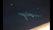 СУСРЕТ КОЈИ СЕ ПАМТИ: Морски пас му пливао око брода, снимак са Јадрана шокирао све (ВИДЕО)