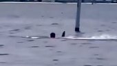 ČUJU SE SAMO URLICI I KRICI: Ajkula napala čoveka tokom ronjenja - Tokom borbe za život, neman mu zarila zube u obe ruke (UZNEMIRUJUĆI VIDEO)