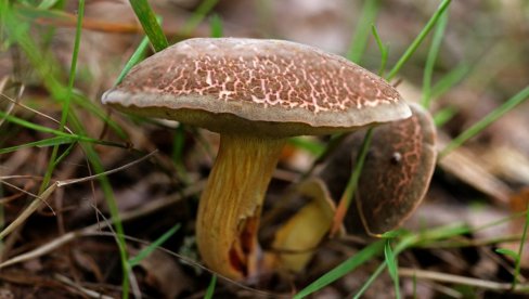 KILOGRAM PEČURKE SKUPLJI OD MESA: Evo koja je i gde se može pronaći, ali - Oprez!
