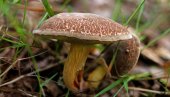 КИЛОГРАМ ПЕЧУРАКА СКУПЉИ ОД МЕСА: Ево која је и где се може пронаћи, али - Опрез!