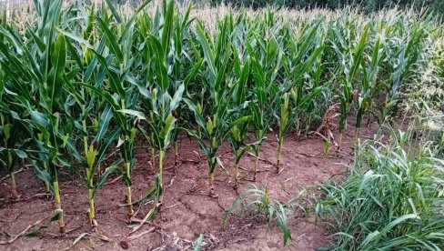 AGROEKONOMSKI ANALITIČAR O SUŠNOM PERIODU: Poljoprivredna sezona bolja nego lane