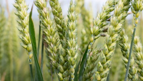 ŠTA KAŽE PRODUKTNA BERZA? Tržište pšenice i kukuruza beleži slabu tražnju - a evo šta se traži!