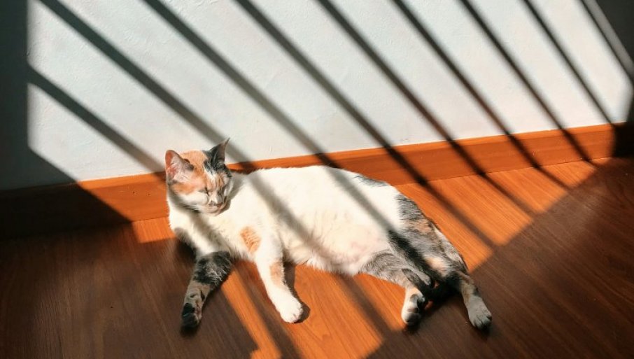 VETERINARI UPOZORAVAJU: Opekotine od sunca su izuzetno opasne po kućne ljubimce