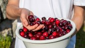 ДОБРЕ ВЕСТИ: Министарство пољопривреде за већу подршку произвођачима вишања и појачан надзор откупа