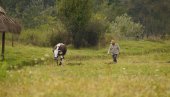 ЦЕНЕ ПОЉОПРИВРЕДНОГ ЗЕМЉИШТА СТАБИЛНЕ: Ево где је земља најјефтинија, а где најскупља