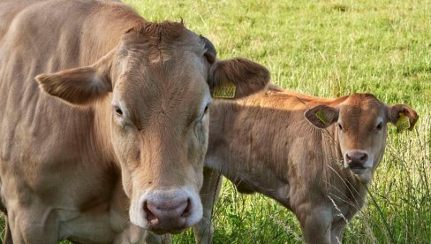 PAŠNJACI IZGORELI OD SUŠE: Stočari na mukama, troše zimske zalihe sena