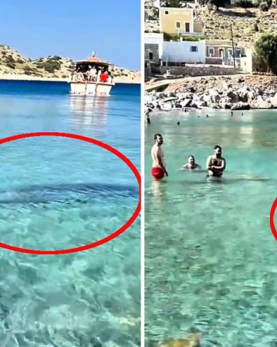 PANIKA NA PLAŽI U GRČKOJ: Velika morska životinja u plićaku - doplivala do kupača, mnogi bežali iz vode (VIDEO)