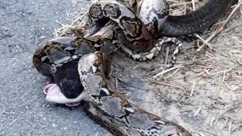 JEZIV SNIMAK! Kobra i piton u borbi na život i smrt - poznato koji reptil je izašao kao pobednik (VIDEO)