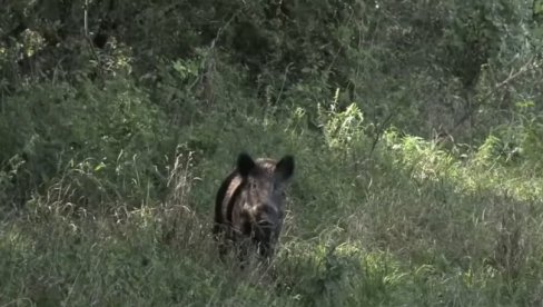 NAJEZDA DIVLJAČI NA UŠĆE: Divlje životinje se i ovog leta često mogu videti u urbanim delovima grada