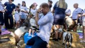 ПРИНЦ ХАРИ ИМАО НЕЗГОДУ СА КОЗОМ: Мирно је лежао када је она скоћила на њега - ево шта је урадио