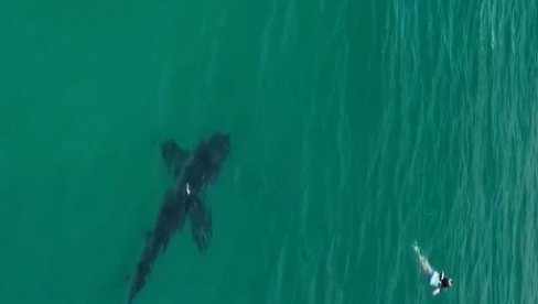 TRENUCI JEZE U KALIFORNIJI: Velika bela ajkula prišla kupačima, fotograf sa obale pokušao da ih upozori – snimak obišao svet (VIDEO)