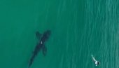 TRENUCI JEZE U KALIFORNIJI: Velika bela ajkula prišla kupačima, fotograf sa obale pokušao da ih upozori – snimak obišao svet (VIDEO)