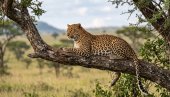 TRAGEDIJA: Leopard nasmrt izujedao čuvarku zoološkog vrta