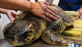 ИНСТИТУТ ЗА БИОЛОГИЈУ МОРА: Повређена морска корњача се опоравља