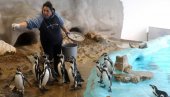 ПИНГВИНИ ЖИВЕ КАО У РИЗОРТУ: Зоолошки врт чини све да животињама буде пријатно и по врућини