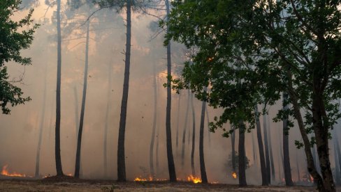 SPASAO IMOVINU, PA DOBIO - TUŽBU: Bogataš posekao šumu da bi sprečio širenje požara, ali se to nije dopalo ekolozima