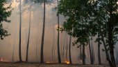 SPASAO IMOVINU, PA DOBIO - TUŽBU: Bogataš posekao šumu da bi sprečio širenje požara, ali se to nije dopalo ekolozima