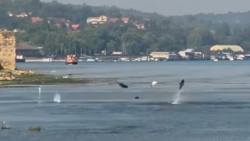 RIBE SAME MASOVNO ISKAČU IZ DUNAVA: LJudi ne veruju šta se desilo kod Smedereva (VIDEO)