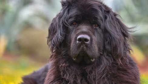 5 РАСА ПАСА КОЈИ ЉУДИМА ПОМАЖУ ДА САВЛАДАЈУ АНКСИОЗНОСТ: Смањују стрес и панику, враћају осећај сигурности
