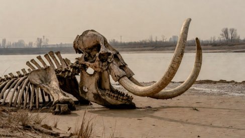 DUNAV PRIREDIO VELIKO IZNENAĐENJE: U isušenom koritu nađeni ostaci ove životinje