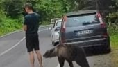 DRAMA U SRPSKOM KOMŠILUKU: Medved ga njuši, on nepomično stoji - kada je shvatio ko je iza njega, usledio beg (VIDEO)