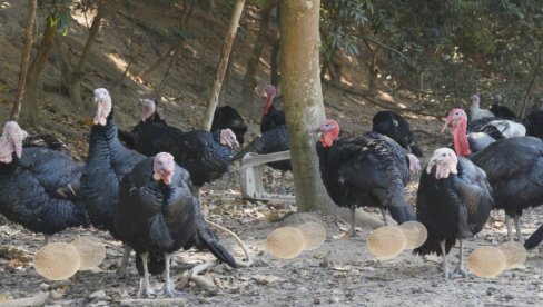 ZAŠTO IH NIKO NE PRODAJE? Da li ćureća jaja smeju da se jedu