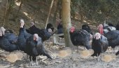 ЗАШТО ИХ НИКО НЕ ПРОДАЈЕ? Да ли ћурећа јаја смеју да се једу
