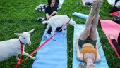 HIT VELNES TRENDOVI: LJudi sada plaćaju da se zakopaju u pesak, kupaju u pivu i vežbaju sa kozama
