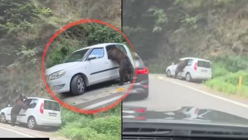 ŠOK U SRPSKOM KOMŠILUKU: Medved mu upao u auto nasred puta - razbio staklo i upao kroz zadnji prozor (VIDEO)
