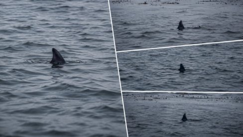 AJKULE STIGLE DO PLAŽA: Morski predatori sve bliže kupačima - zbog opasnosti obustavljena sezona kupanja