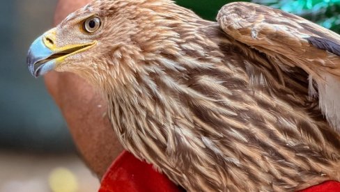 FELIKS PONOVO NA SLOBODI: Mladunac orla krstaša posle zatočeništva, povratka u domovinu i oporavka u ZOO vrtu Palić poleteo u prirodu