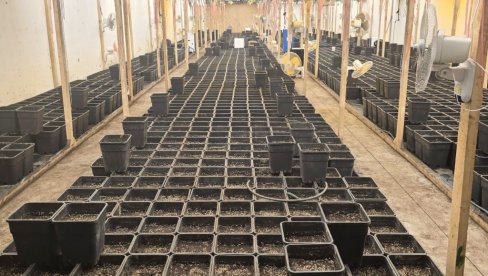 U SMEDEREVU OTKRIVENA LABORATORIJA MARIHUANE: Zaplenjeno pola tone, uhapšeno šest osoba (FOTO)